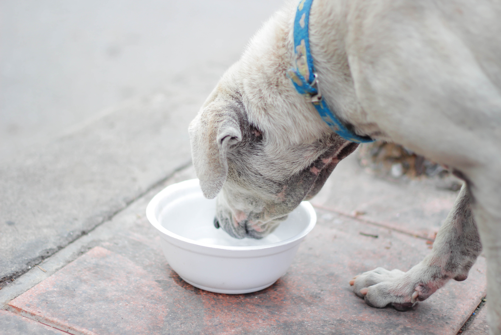 Why Vets Warn Against Letting Your Dog Drink From Public Water Bowls