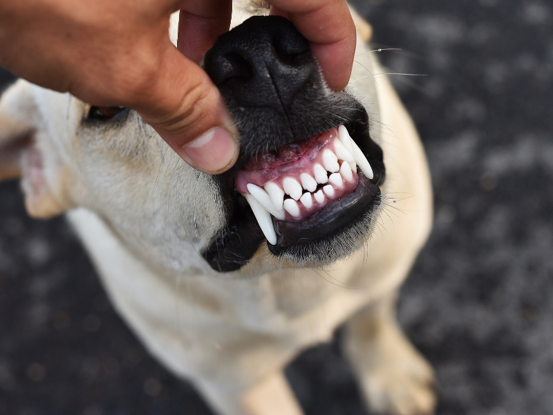 Canine Smiles: The Hidden Truth Behind Doggy Dental Health