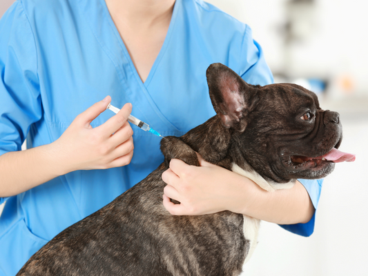 Vaccination Protocols: Protecting Your Dog from Preventable Diseases