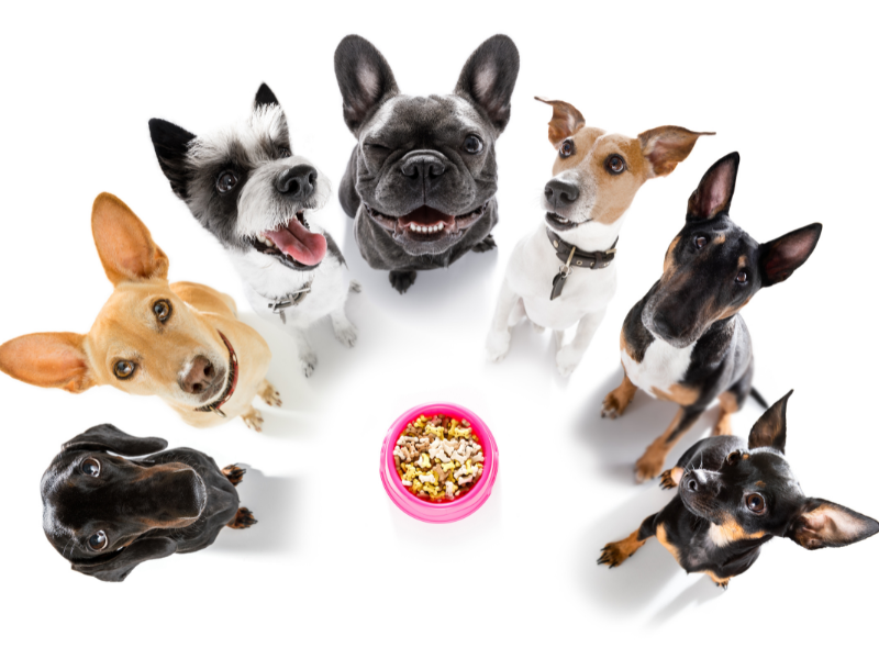 Understanding Canine Nutrition: What Every Dog Owner Should Know